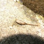 Strange Larvae