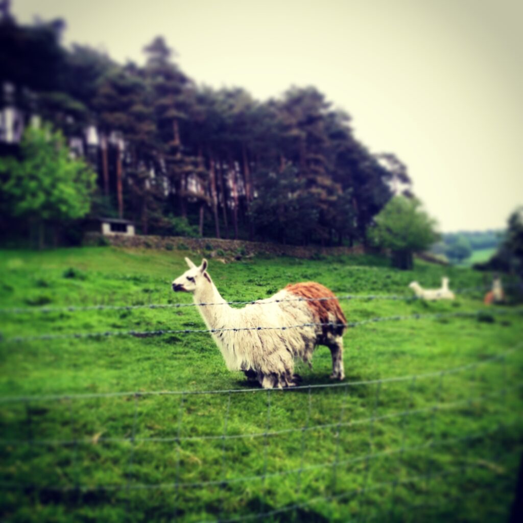 Llama