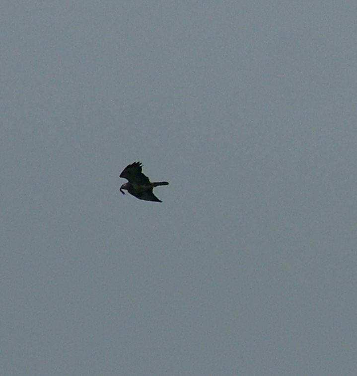 Buzzard