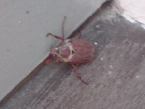 Cockchaffer Beetle waking up