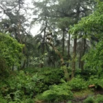 woods