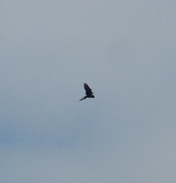 Kestrel
