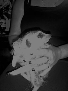 Meercat in the Pub
