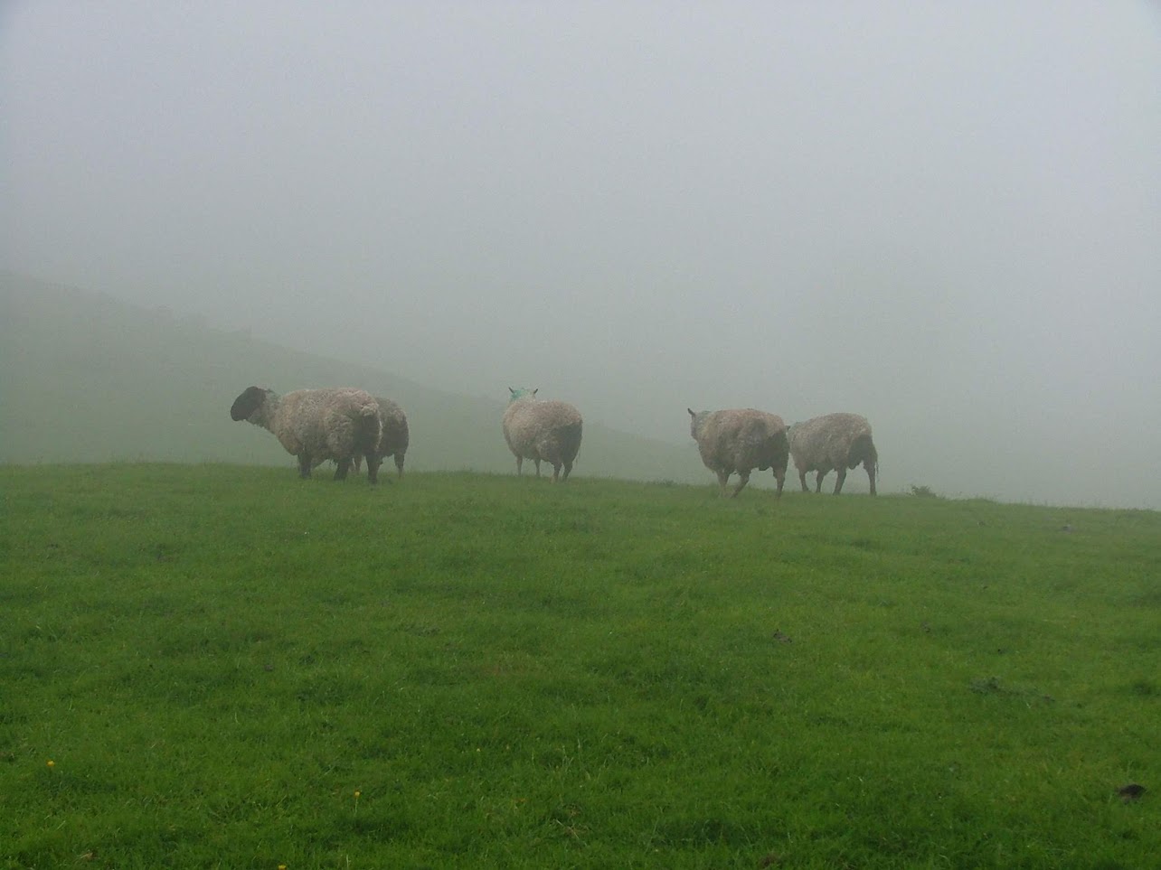 Sheep on the moor