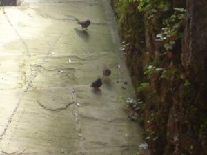 baby sparrow learns to fly