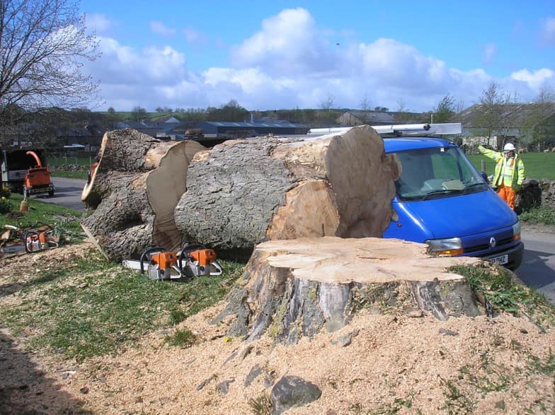 The Lightning Tree Cut Down